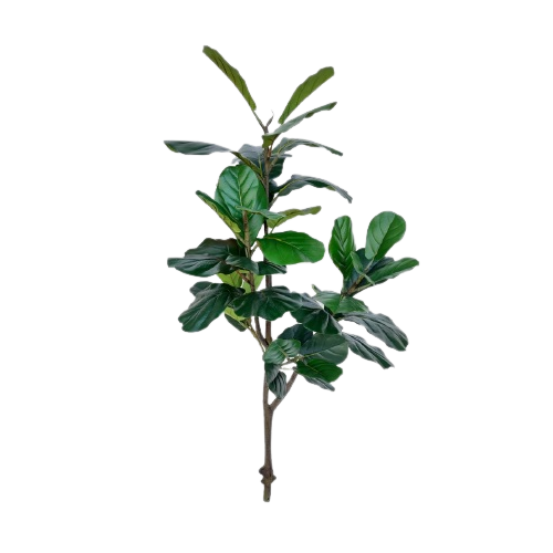 Árvore Ficus Lyrata Real Permanente Perfeita , lavável, ideal para ambientes internos e corporativos, não precisa regar.